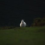 如何在酷游娱乐官网上找到你最爱的游戏类型 h2m7f99